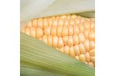 Yellow Corn
