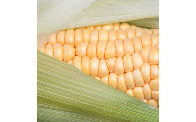 Yellow Corn