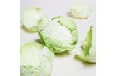 Green Cabbage