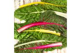 Bright Lights Rainbow Swiss Chard