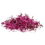 Micro Amaranth