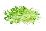 Snowpea Shoots