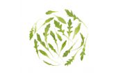 Organic Wild Arugula