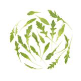 Organic Wild Arugula