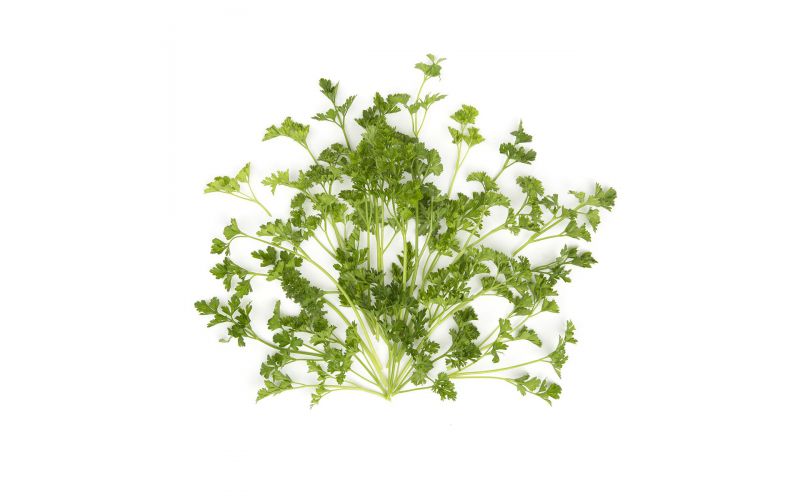Curly Parsley