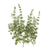 Marjoram