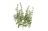 Marjoram