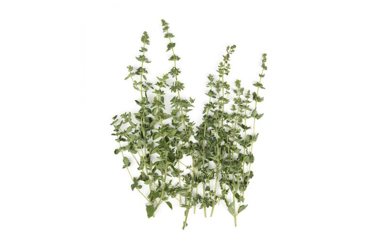 Marjoram
