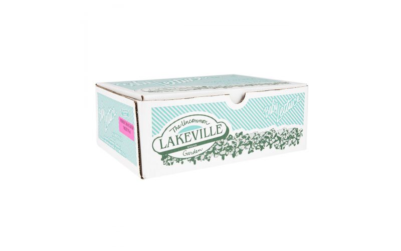 Baby Firecracker Mizuna