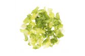 Chopped Romaine Hearts