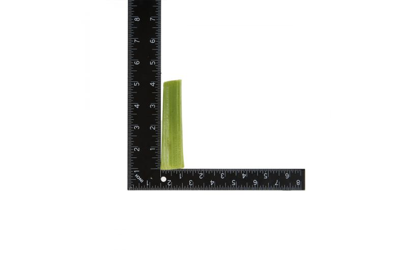 4in Celery Sticks
