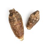 Taro Root
