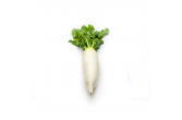 Daikon Radishes
