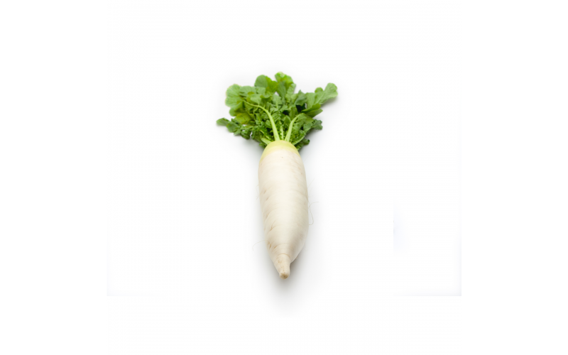 Daikon Radishes