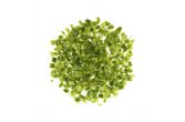1/2in Diced Green Peppers