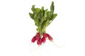 Organic French Breakfast Radishes