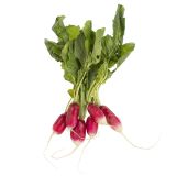 Organic French Breakfast Radishes