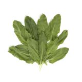Sorrel