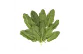 Sorrel