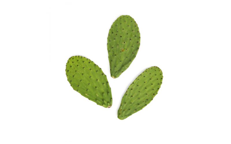 Cactus Pads