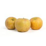Roxbury Russet Heirloom Apples