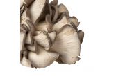 Oyster Mushrooms