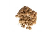 Brown Hon Shimeji Mushrooms