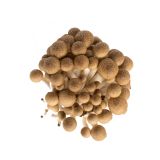 Brown Hon Shimeji Mushrooms