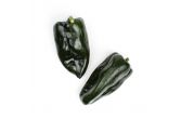Poblano Peppers