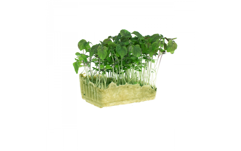 Green Shiso Living Cress