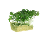Green Shiso Living Cress