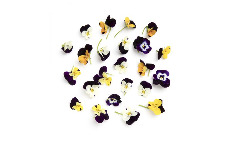 Viola Cornabria Flowers