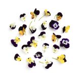 Viola Cornabria Flowers