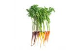 Organic Rainbow Carrot Mix