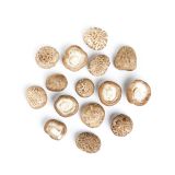 Oakwood Shiitake Mushrooms