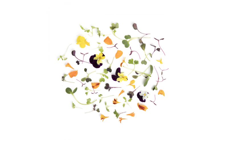 Micro Celebration Mix