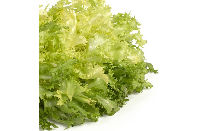 Imported Spanish Frisee