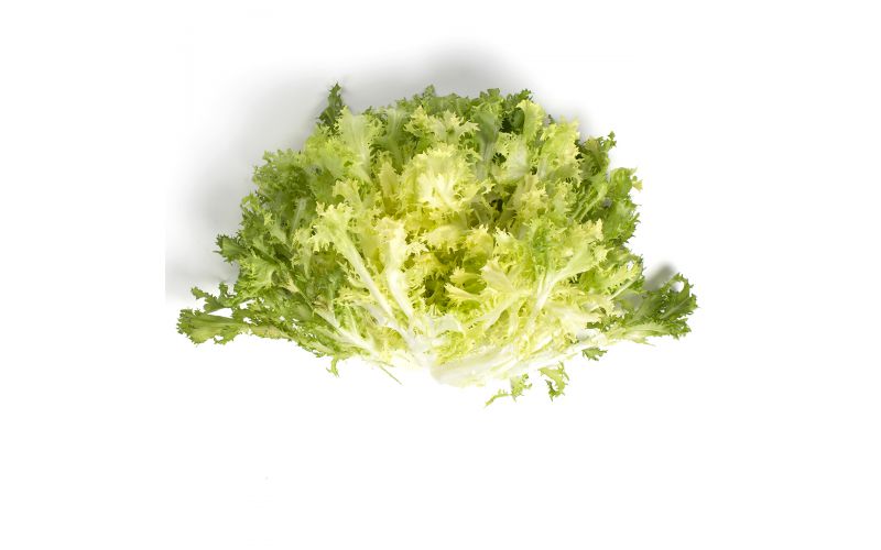 Imported Spanish Frisee