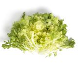 Imported Spanish Frisee