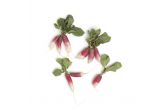 Organic French Breakfast Radishes