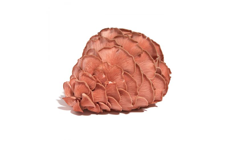 Pink Oyster Mushrooms