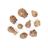 European Heirloom Sunchokes