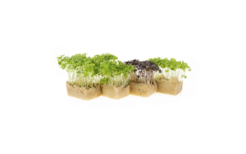 Micro Basil Trio Living Cress