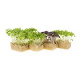 Micro Basil Trio Living Cress