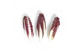Organic Treviso Radicchio