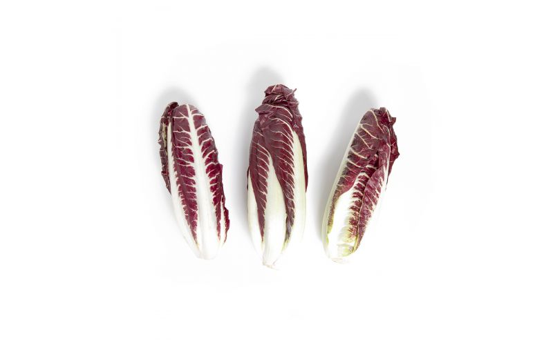 Organic Treviso Radicchio