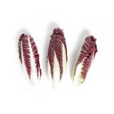 Organic Treviso Radicchio