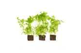 Living Chervil