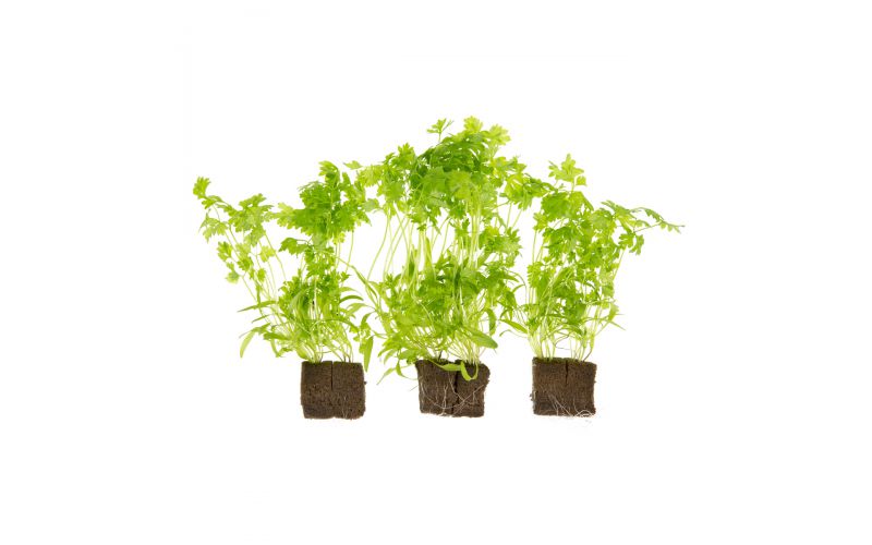 Living Chervil