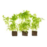 Living Chervil